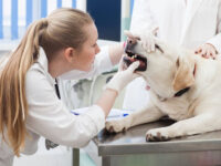 犬の口の中を診察する女性獣医師