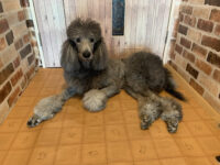 横たわってるスタンダードプードル