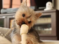 骨ガムをかじろうとしているヨークシャー・テリア