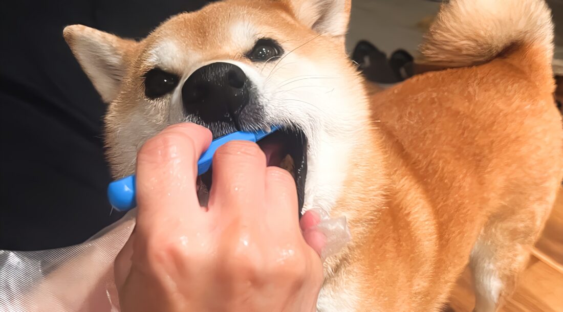 飼い主に歯磨きをされる柴犬