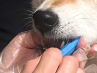 歯ブラシで歯磨きをされる犬
