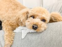 ティッシュをくわえるトイプードル