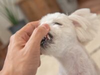 人間に歯をチェックされる白い犬