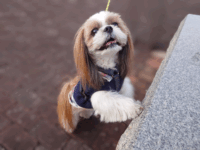 石に手をかけて上を見上げるシーズー