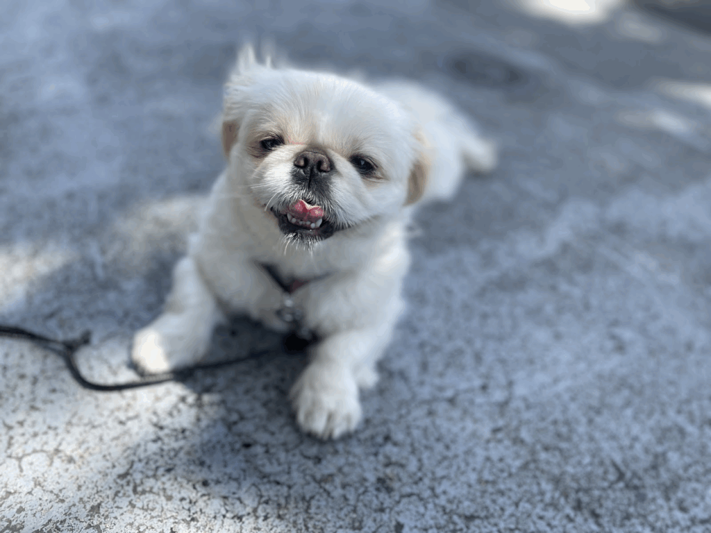 地面に伏せながら舌を出してこちらを見る犬