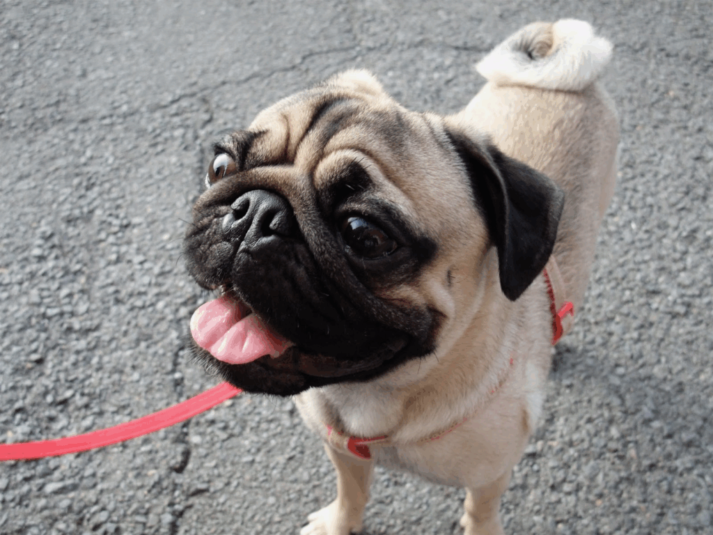 散歩中に舌を出しているパグ