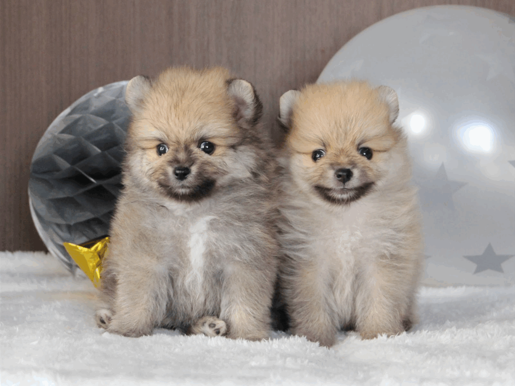 ラグの上で2匹並ぶポメラニアンの子犬