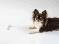 骨のおやつを前にしてこちらを見るチワワ