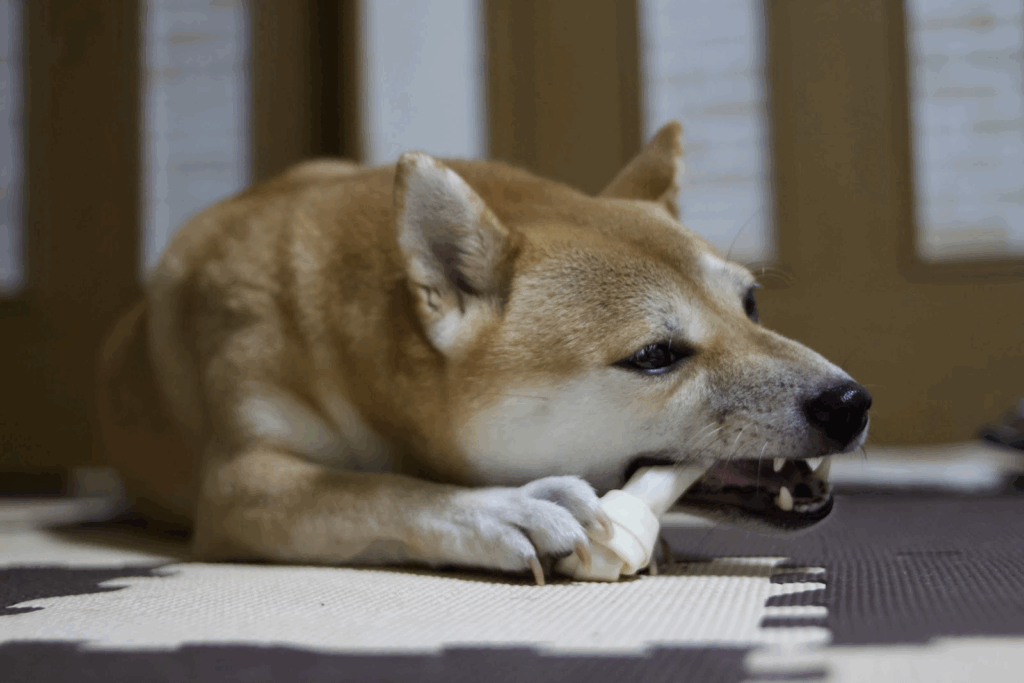マットの上で骨ガムをかじる柴犬