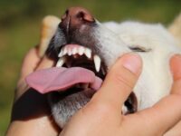 飼い主に顔を挟まれる犬
