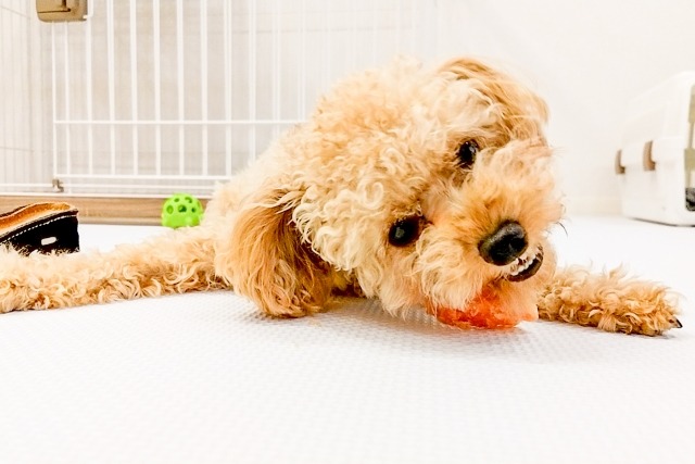 おもちゃを噛みながら横たわるトイプードル