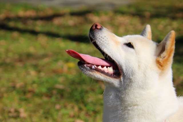 野原で上を見上げる白い犬