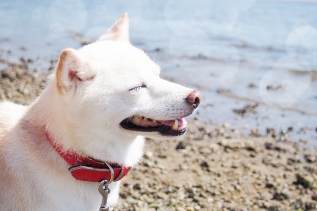 砂浜で目をつむる白い犬