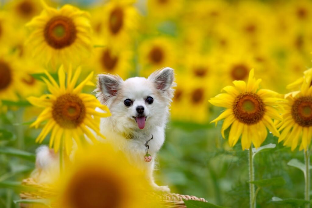ひまわり畑でこちらをみるチワワ