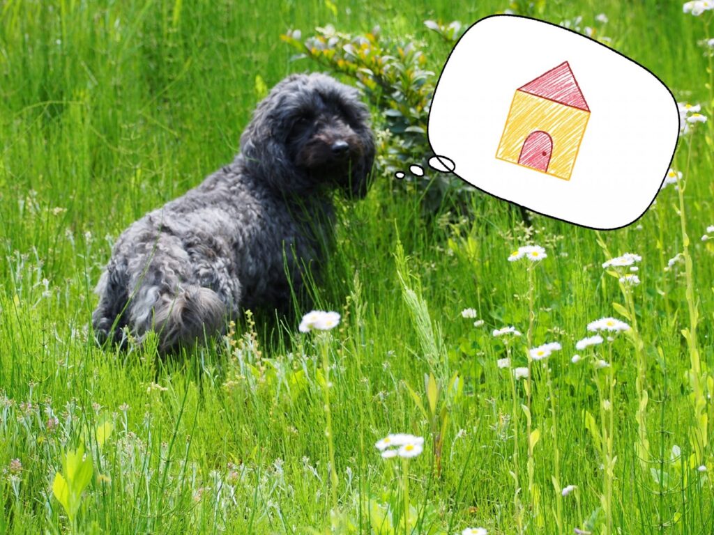 犬にマイクロチップを装着する意味とは？｜迷子・災害・盗難対策としての役割 | 品川区・目黒区の武蔵小山どうぶつ病院 | 東京都目黒区・品川区