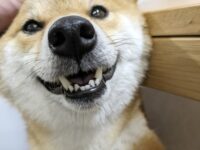 歯を剥き出しにする柴犬