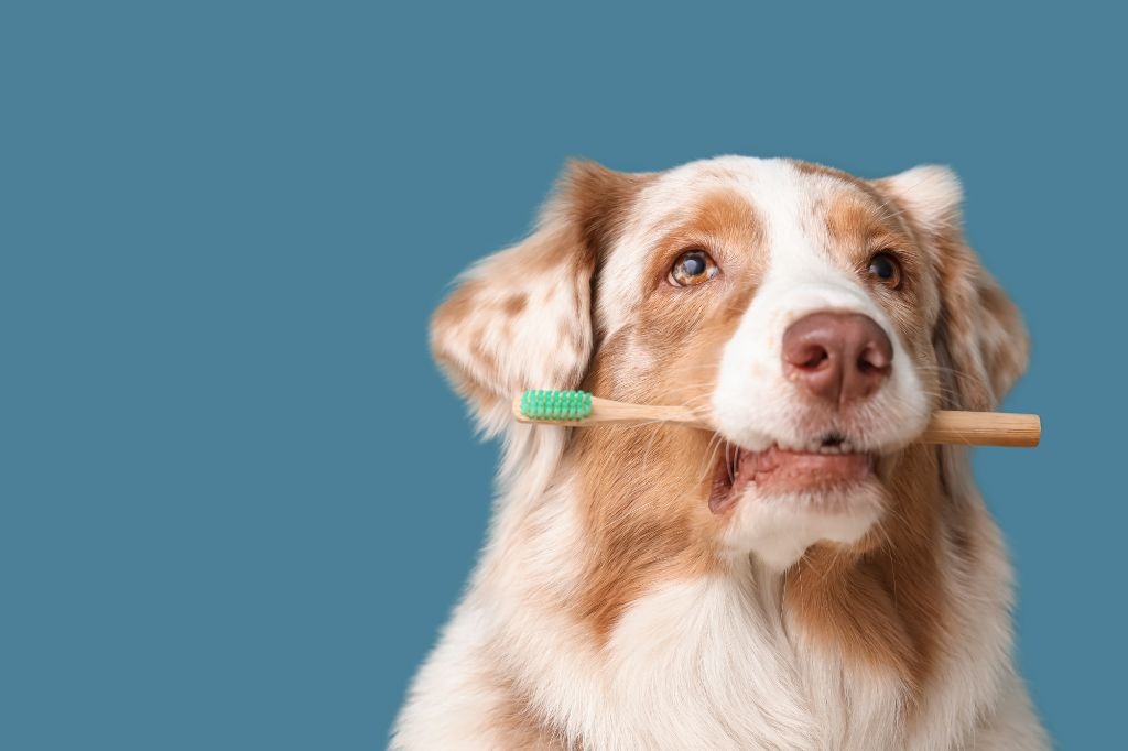 歯ブラシをくわえる犬