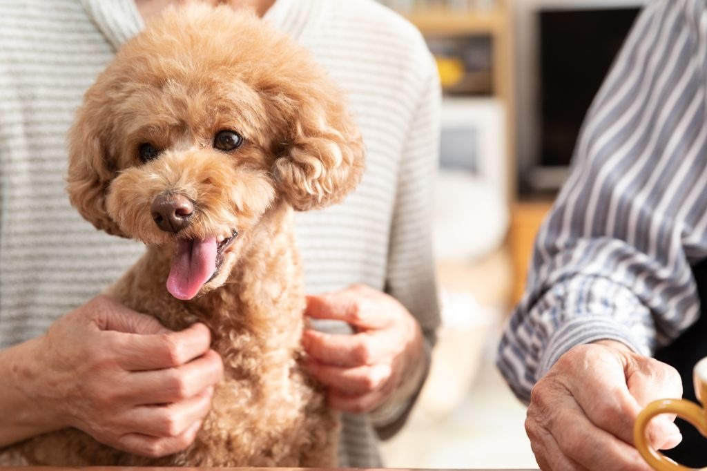 飼い主に抱かれるトイプードル