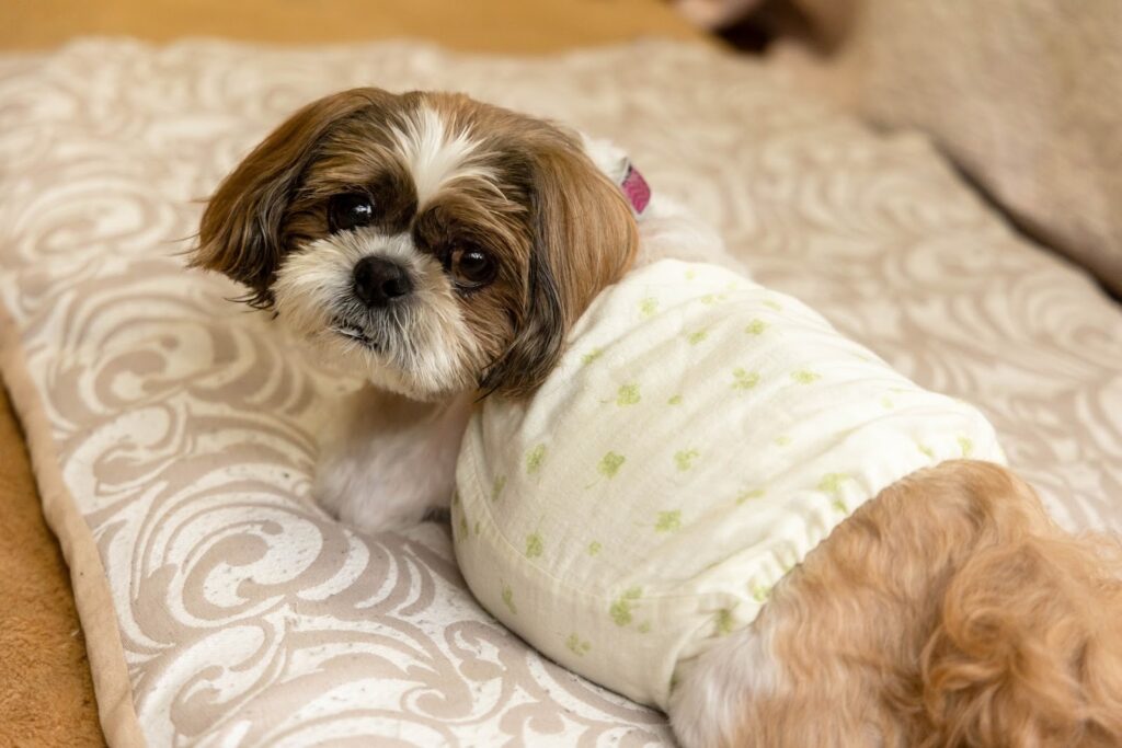 術後着をきるシーズー