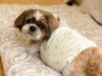 術後着を切るシーズー