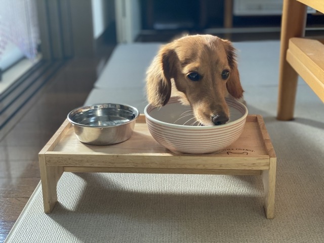 ご飯のお皿を舐めている犬