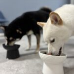 並んでご飯を食べる犬