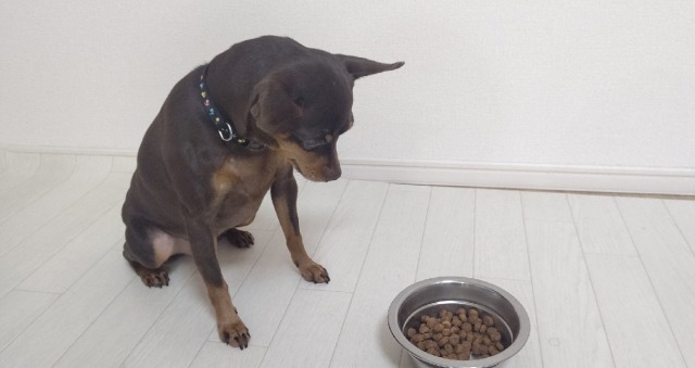 ご飯を待てする犬