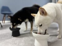 並んでご飯を食べる犬