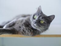 机の上で寝そべる猫