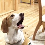 リビングで口を開ける犬