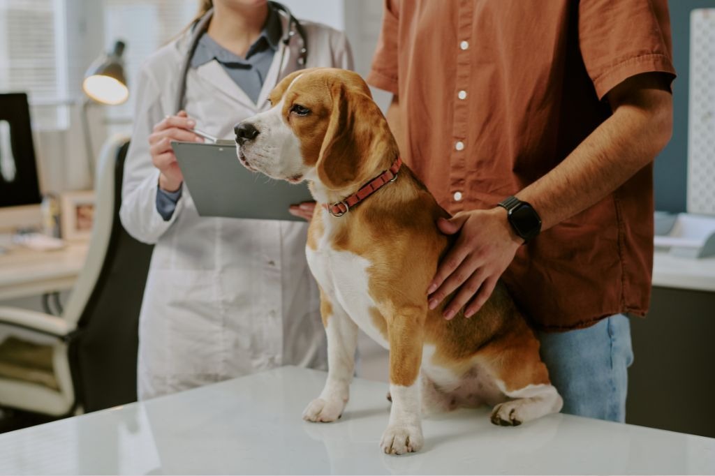 診察台で飼い主に保定される犬