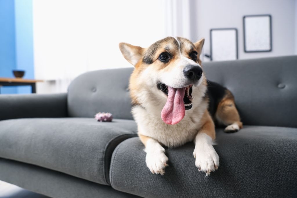 ソファで寝そべって口を開ける犬
