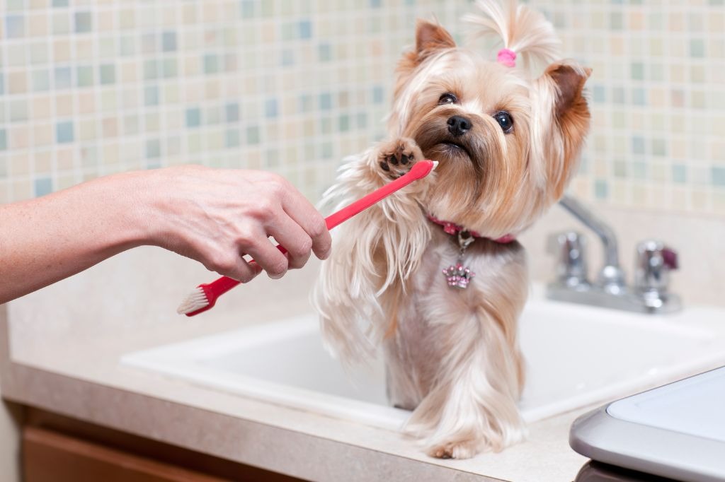 赤い歯ブラシで歯を磨かれる犬