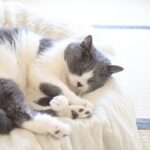 クッションで丸くなる猫