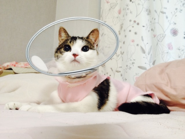 カラーをつけてベッドに乗る猫