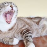 口を大きく開けてあくびをする猫