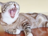 口を大きく開けてあくびをする猫
