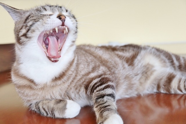 口を大きく開けてあくびをする猫