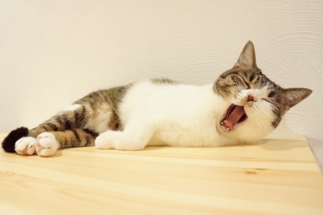 台の上であくびをする猫