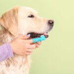 指サック歯磨きで歯を磨かれる犬