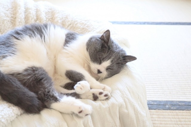 クッションで丸くなる猫