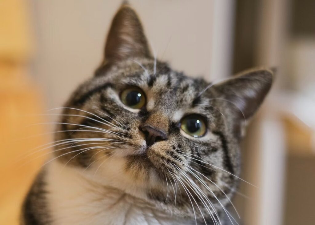 猫の顔のアップ