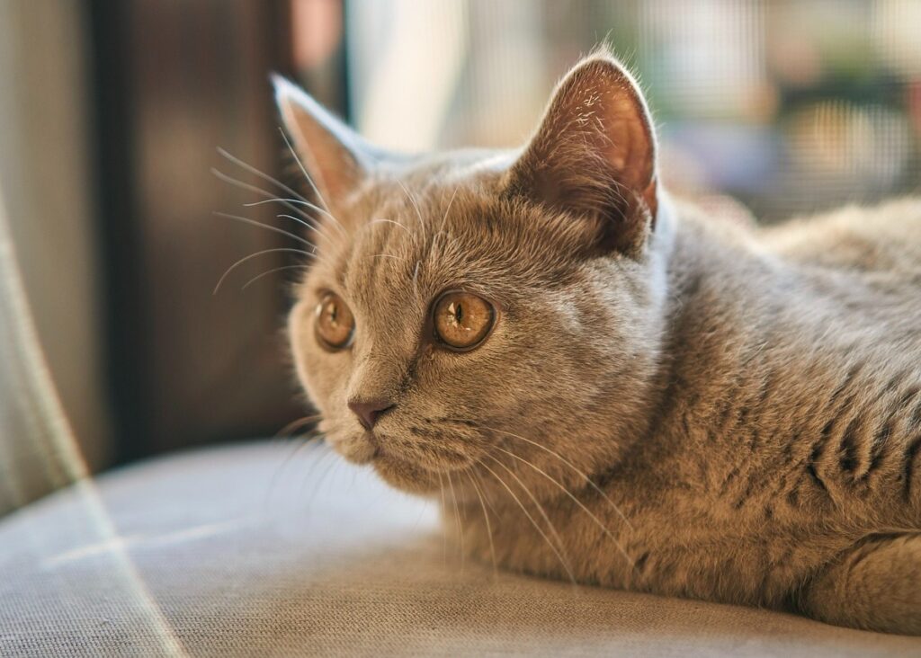 伏せて遠くを見る猫