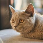 伏せて遠くを見る猫