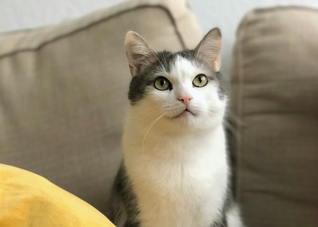 ソファで上を見上げる猫