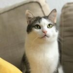 ソファで上を見上げる猫