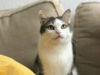 ソファで上を見上げる猫