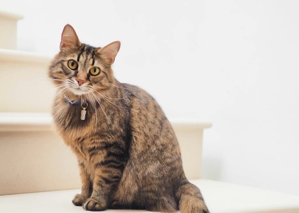 階段でこちらを見る猫