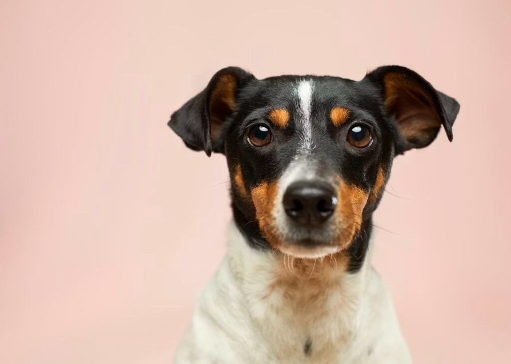 こちらを見つめる犬