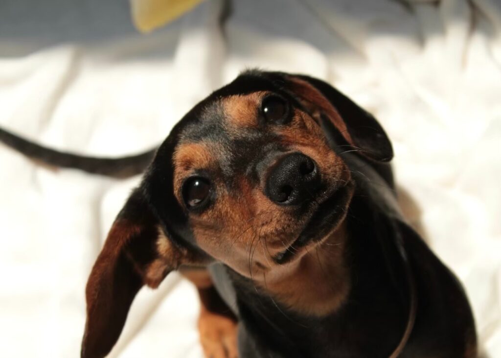 上目遣いでこちらを見る犬